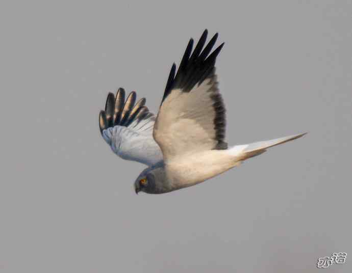 官厅水库&nbsp;wbr路&nbsp;wbr白尾鹞♂