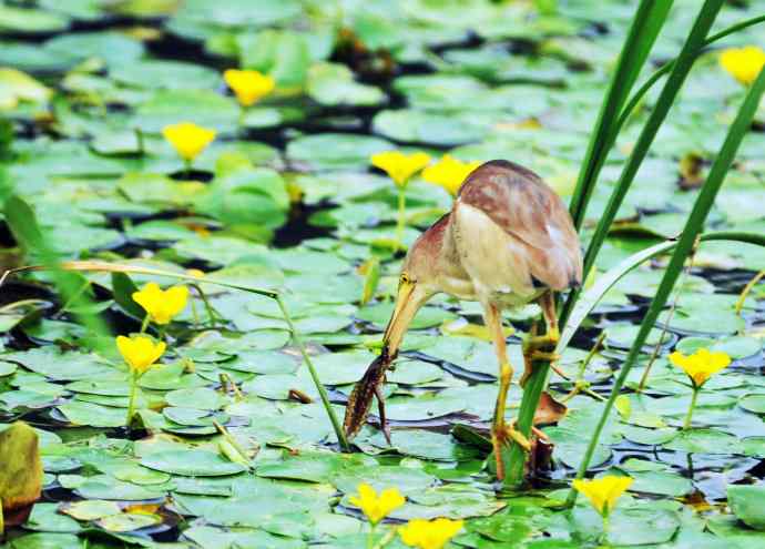 辛勤的收获 辛勤的收获