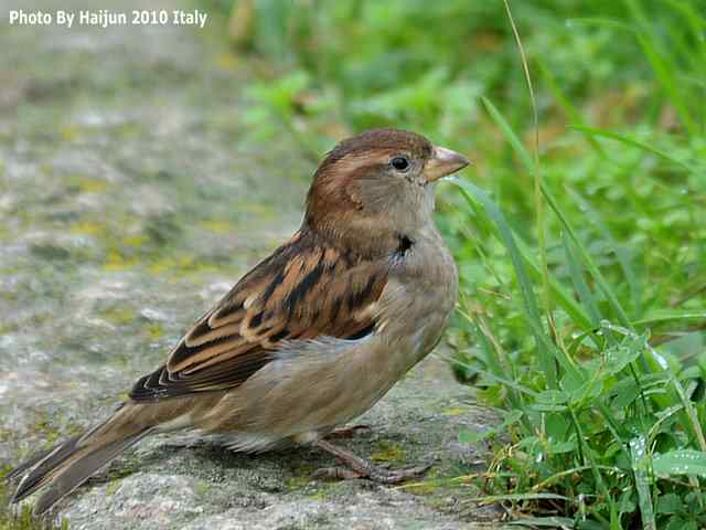 【亚平宁半岛之旅 wbr. wbr疑似洋家雀】