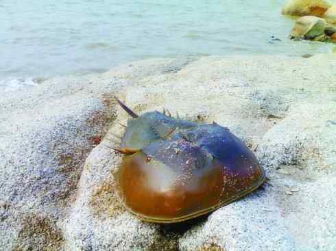 自然奇观：动物大迁徙(鲎)