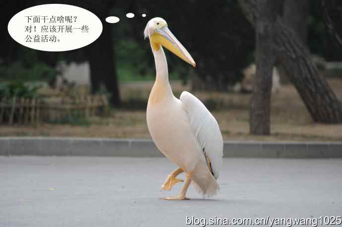 登陆巡游（纪实故事）