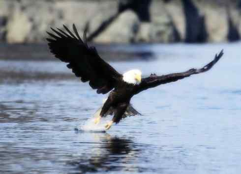 白头鸟系列：另类的美丽12