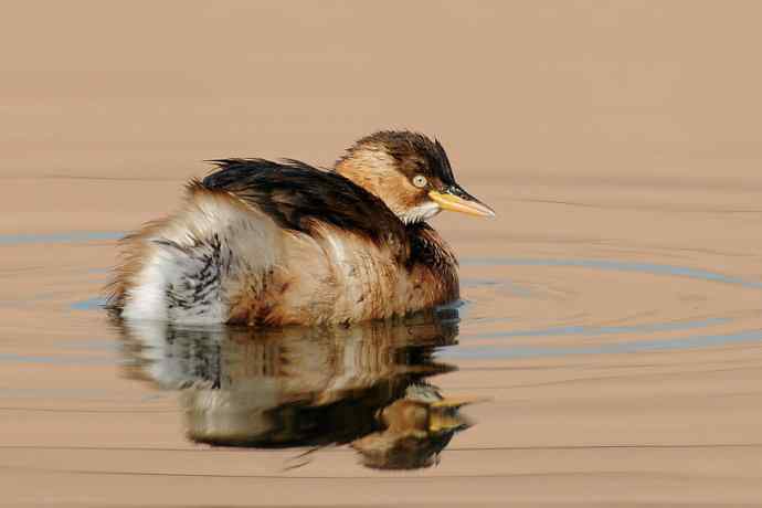 两只小鸊鷉 浅议趴拍