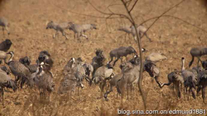 野外的珍禽丹顶鹤-穷人大炮及望远镜拍摄