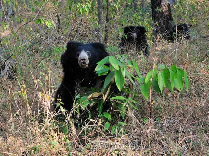 盘点十二大著名食蚁动物:懒熊 盘点十二大著名食蚁动物:懒熊