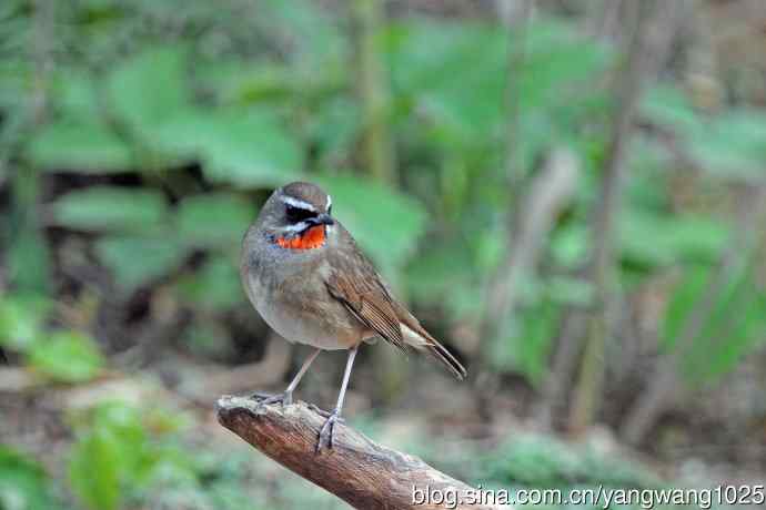 雄性红喉歌鸲（11）