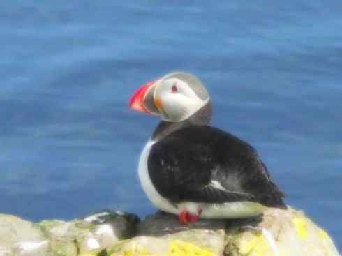 猎奇：奇特的鸟喙之七