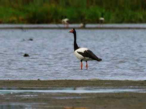 奇特的盔：鹊雁