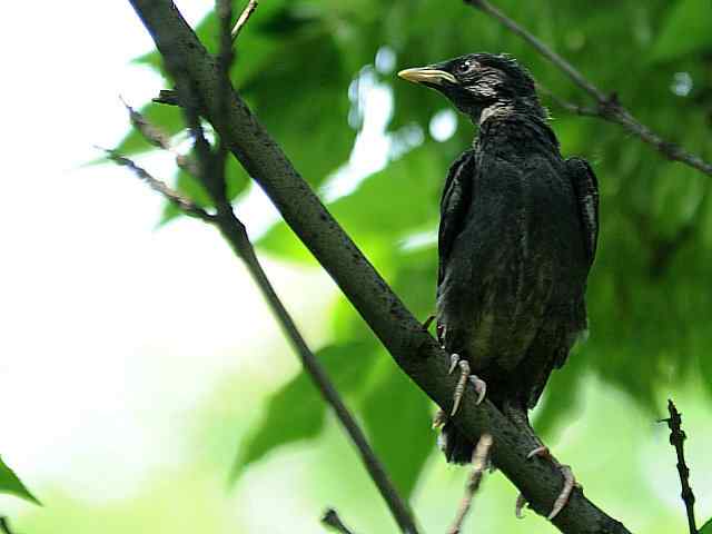晕~ wbr这都啥鸟儿啊 晕~ wbr这都啥鸟儿啊