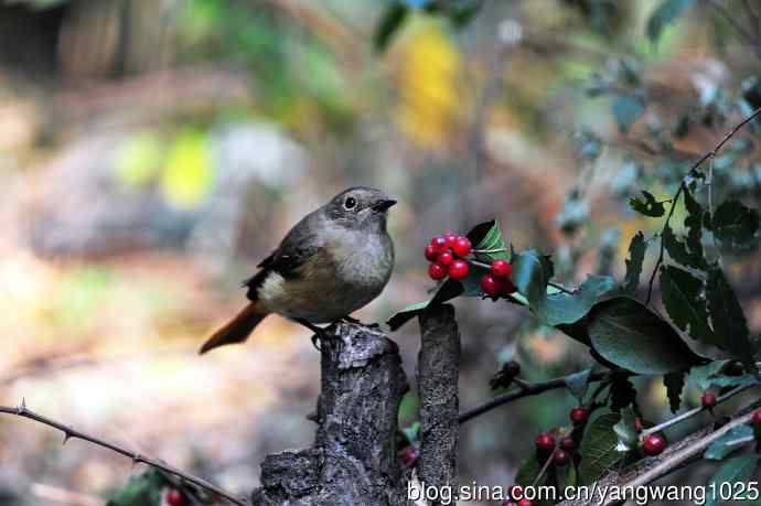 雌性北红尾鸲与红豆