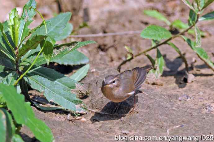褐柳莺(9) 褐柳莺(9)