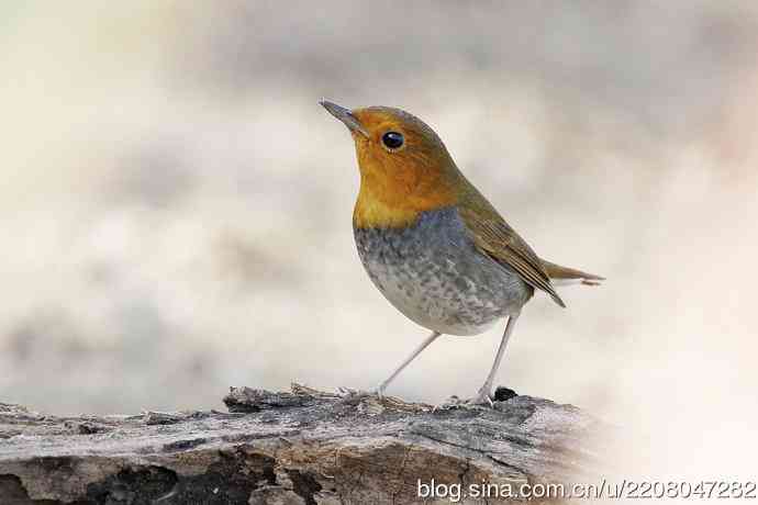 打鸟归来收获多多   (5）日本歌鸲