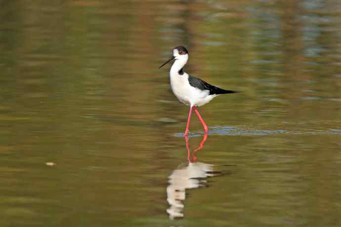 黑翅长脚鹬（3）