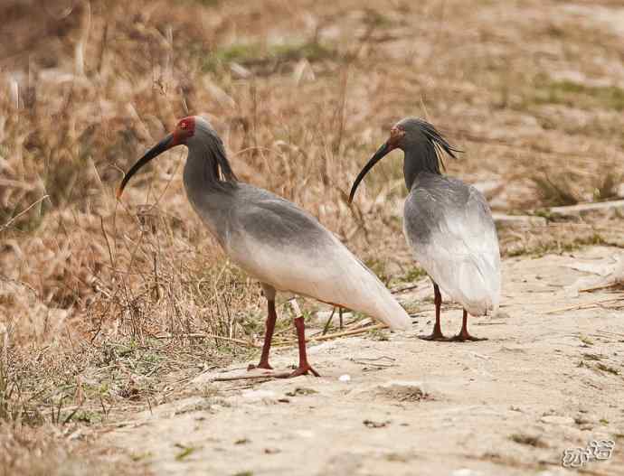 朱鹮&nbsp;wbr路&nbsp;wbr吉祥之鸟