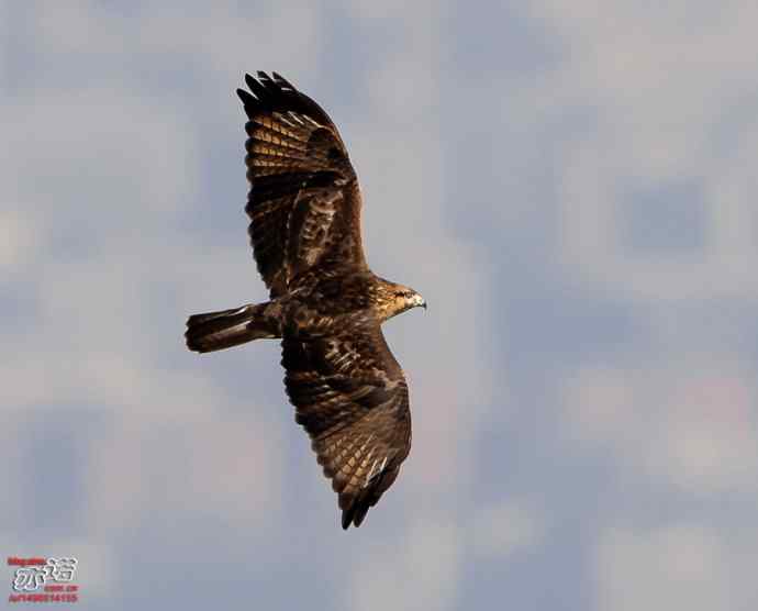 北京西山&nbsp;wbr路&nbsp;wbr金秋观猛