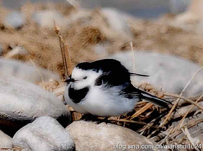 爱干净的小鹡鸰(十渡) 爱干净的小鹡鸰(十渡)