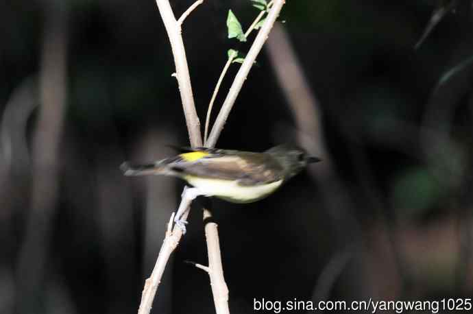 雌性白眉姬鹟（15）