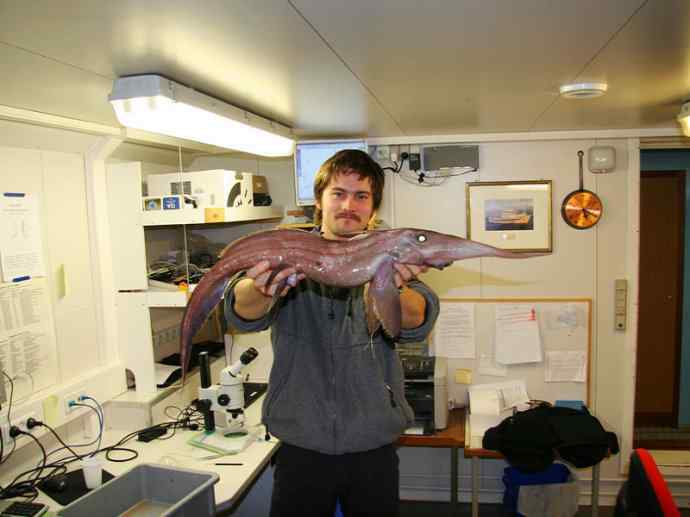 鱼类活化石：长吻银鲛