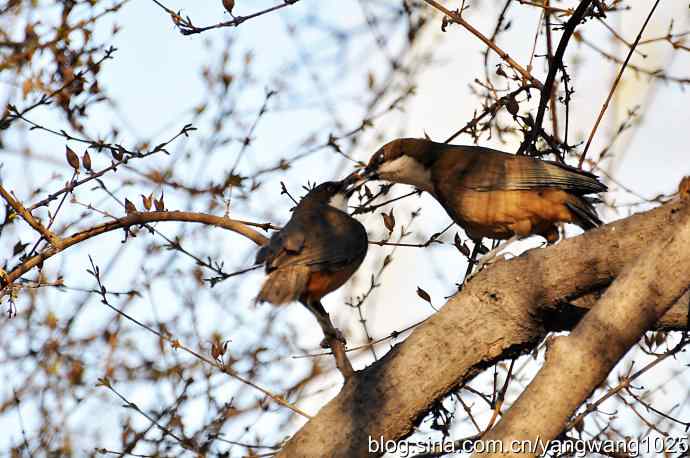 自然和谐的日坛公园（白喉噪鹛）