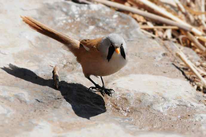 【新鸟】文须雀