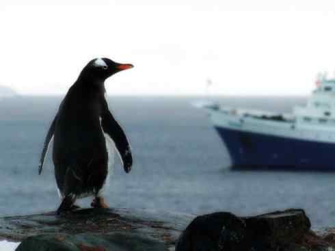 鸟类之最:巴布亚企鹅 鸟类之最:巴布亚企鹅
