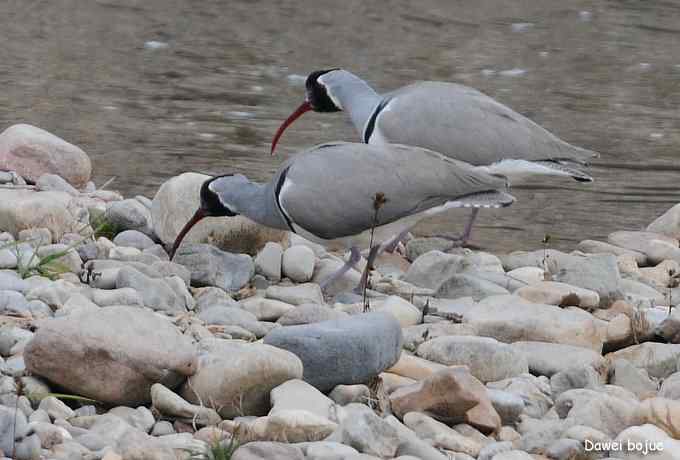 亚洲山地珍鸟:鹮嘴鹬 亚洲山地珍鸟:鹮嘴鹬