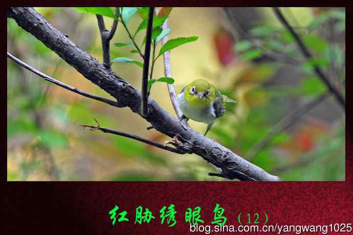 红胁绣眼鸟（12）