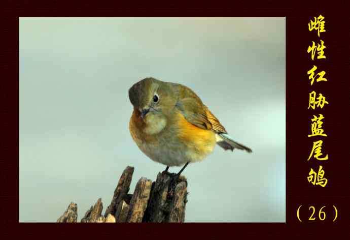 雌性红胁蓝尾鸲（26）