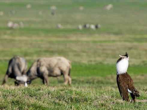 鸟类之最：灰颈鹭鸨