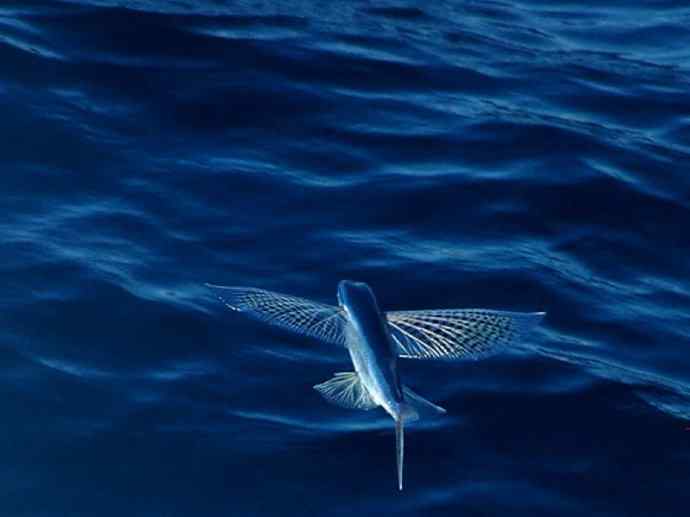 鱼类活化石：齿蝶鱼