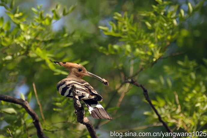 尽职尽责 wbr无私奉献（戴胜育雏纪实）