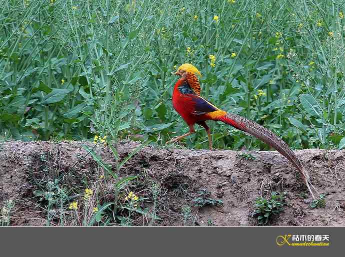 凤凰传说鈥斺敽旄菇跫
