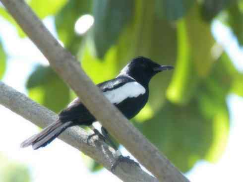 雀鸟也彪悍：谁怕谁（鹊鸲）