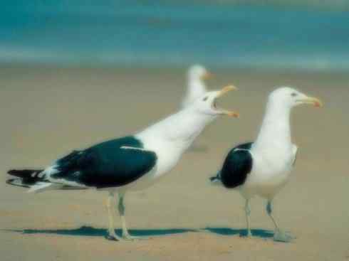 白头鸟系列：另类的美丽（黑背鸥）