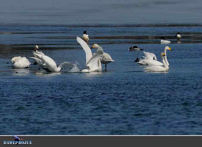 三月到昆明湖看天鹅 三月到昆明湖看天鹅