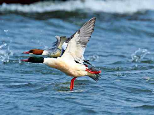 鸟类之最:欧绒鸭 鸟类之最:欧绒鸭