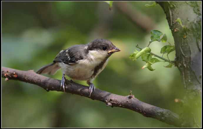 大山雀有儿初长成