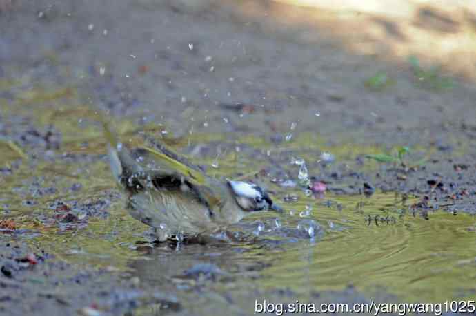 白头鹎（随拍）2