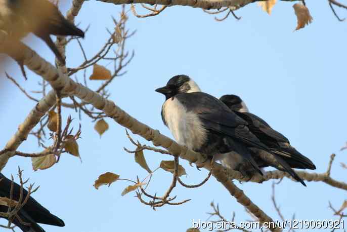 达乌里寒鸦（2）