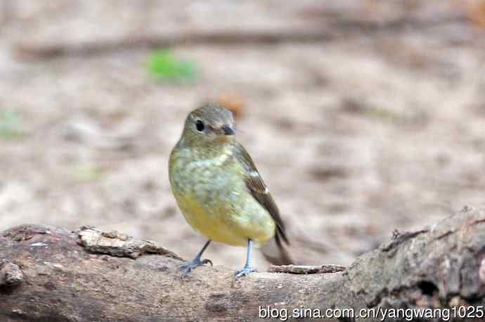 雌性白眉姬鹟（17）