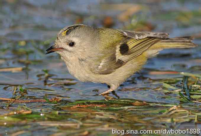戴菊迎春 戴菊迎春