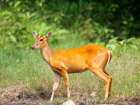麒麟：传说的兽原型探秘（麂）