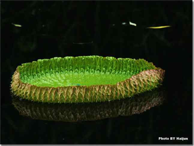 圆明园观赏亚马逊王莲