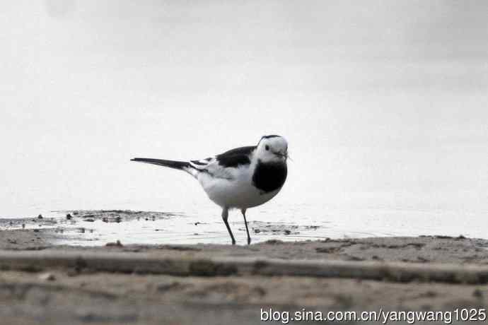 北京南海子公园的鸟类——白鹡鸰（4）