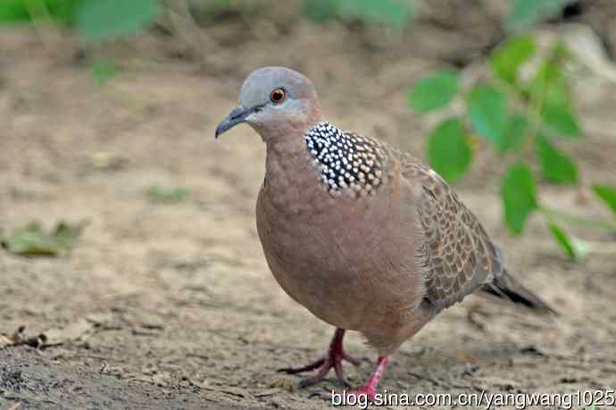 珠颈斑鸠