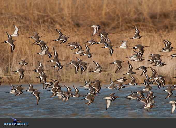 迁徙的鸟：群飞的黑尾塍鹬