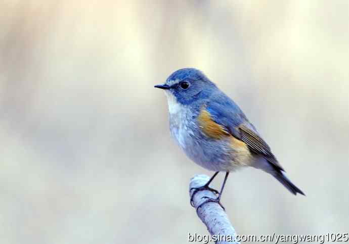 雄性红胁蓝尾鸲（4）