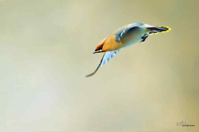 平安夜前再拍太平鸟
