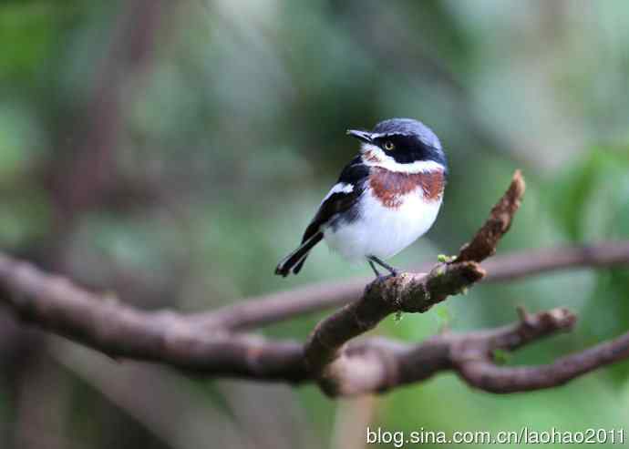 撮堆儿 wbr肯尼亚的鸟儿