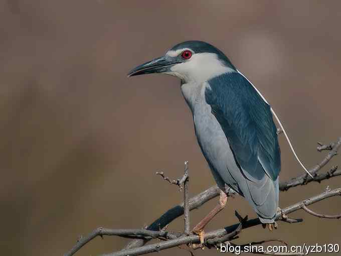 警觉、呆板、发愣（组图，9张图片）